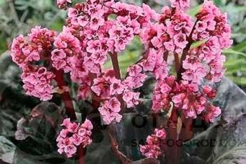Бадан сердцелистный Дарк Марджин Bergenia hybrida Dark Margin