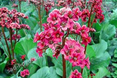 Бадан сердцелистный Абендглют Bergenia hybrida Abendglut