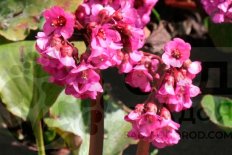 Бадан сердцелистный Абендглют Bergenia hybrida Abendglut