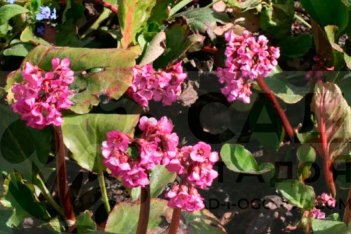 Бадан сердцелистный Абендглют Bergenia hybrida Abendglut