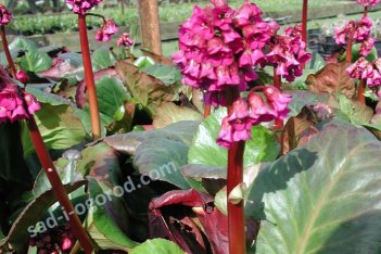 Бадан сердцелистный Ротблюм Bergenia hybrida Rotblum