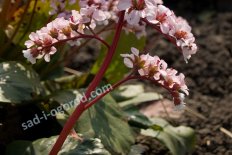 Бадан сердцелистный Зильберлихт Bergenia hybrida Silberlicht