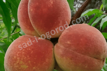 Персик Оксюр Oxsur