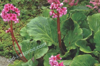 Бадан сердцелистный Моргенроте Bergenia hybrida Morgenrote