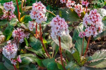 Бадан Стречи Бетховен Bergenia hybrida Bethoven