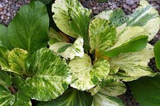 Бадан сердцелистный Табби Эндрюс Bergenia hybrida Tubby Andrews