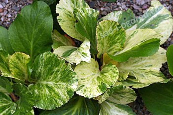Бадан сердцелистный Табби Эндрюс Bergenia hybrida Tubby Andrews