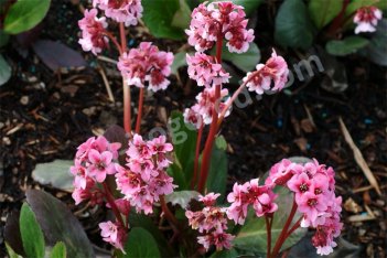 Бадан сердцелистный Пинк Драгонфлай Bergenia hybrida Pink Dragonfly