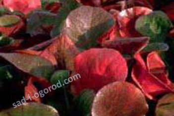 Бадан сердцелистный Эроика Bergenia hybrida Eroica