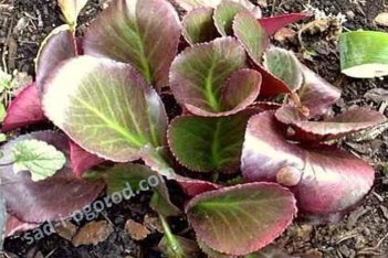 Бадан сердцелистный Брессингэм Руби Bergenia cordifolia Bressingham Ruby
