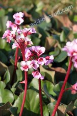 Бадан сердцелистный Хербстблюте Bergenia cordifolia Herbstblüte