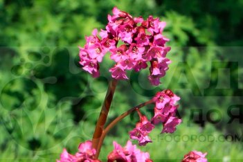 Бадан сердцелистный Пиннеберг Bergenia cordifolia Pinneberg