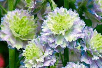 Дельфиниум Мунлайт Delphinium Highlander ® elatum Moonlight