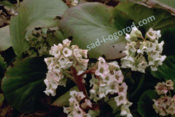 Бадан Стречи Брамс Bergenia hybrida Barhms