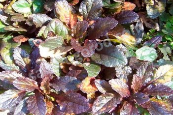 Живучка ползучая Мультиколор Ajuga reptans Multicolor