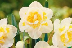 Нарцисс Вейв махровый Narcissus Wave