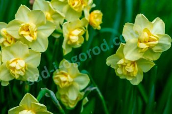 Нарцисс Йеллоу Чирфулнэс многоцветковый Narcissus Yellow Cheerfulness