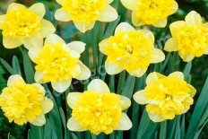 Нарцисс махровый Фул Хаус Narcissus Full House