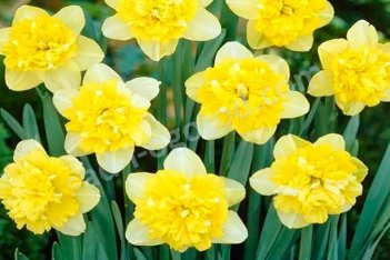 Нарцисс Фул Хаус махровый Narcissus Full House