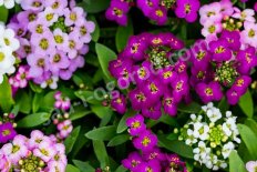 Алиссум микс Alissum mix