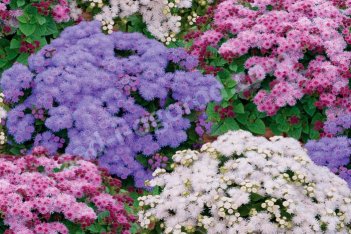 Агератум Хьюстона Микс Ageratum houstonianum mix