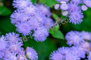 Агератум мексиканский Блу Ageratum houstonianum blue