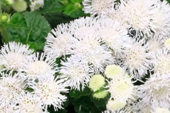 Агератум Хьюстона Вайт Ageratum houstonianum white
