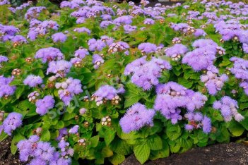 Агератум Хьюстона Вайолет Ageratum houstonianum Violet