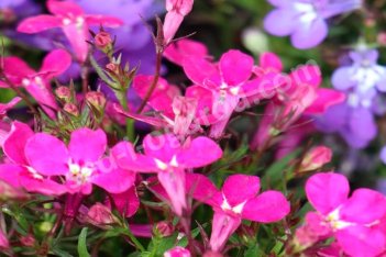 Лобелия розовая Lobelia rose