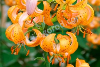 Лилия мартагон Террас Сити Lilium Martagon Terrace City