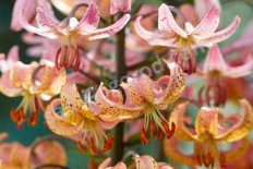 Лилия мартагон Хамелеон Lilium martagon Chameleon