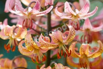 Лилия - мартагон Хамелеон (цветки)