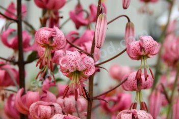 Лилия мартагон Кенди Монинг Lilium martagon Candy Morning