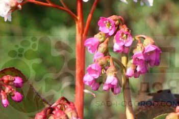 Бадан Винтерглют Bergenia purpurascens Winterglut