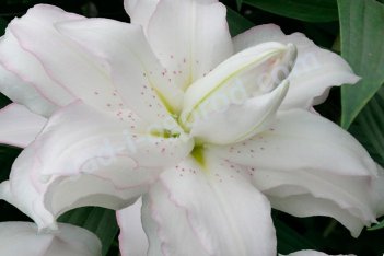 Лилия Лотус Бьюти Lilium Lotus Beauty
