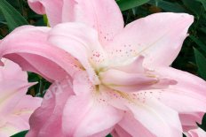 Лилия Лотус Куин Lilium Lotus Queen