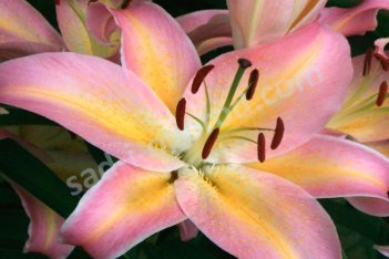Лилия Фокус Покус Lilium Hocus Pocus