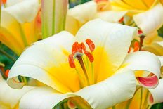 Лилия трубчатая Белая Планета Lilium White Planet