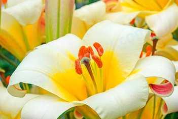 Лилия трубчатая Вайт Плэнет Lilium White Planet