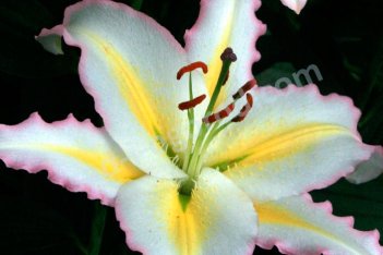 Лилия Примроуз Хилл Lilium Primrose Hill