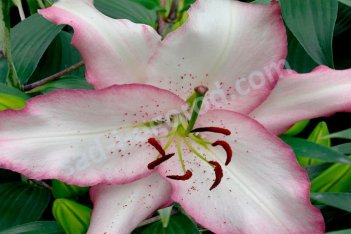 Лилия Бразилия Lilium Brasilia