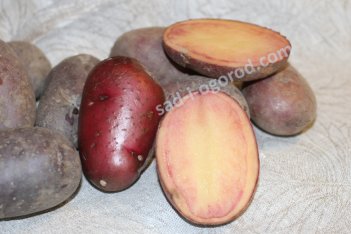 сорт Сюрприз картофель семенной