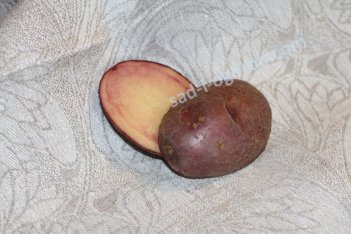 сорт Сюрприз картофель семенной