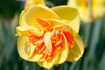 Нарцисс Киви Сансет махровый Narcissus Kiwi Sunset