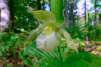 Орхидея Венерин башмачок Майкл Пастель Cypripedium Michael Pastel