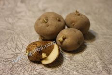 сорт Лорх картофель семенной суперэлита
