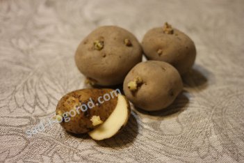 сорт Лорх картофель семенной суперэлита