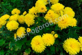 Хризантема корейская Мишель Chrysanthémum koreanum Michel