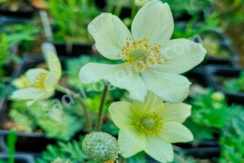 Анемона многонадрезная Anemone multifida
