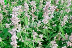 Котовник Фассена Глетшерайс Nepeta faassenii Gletchereis